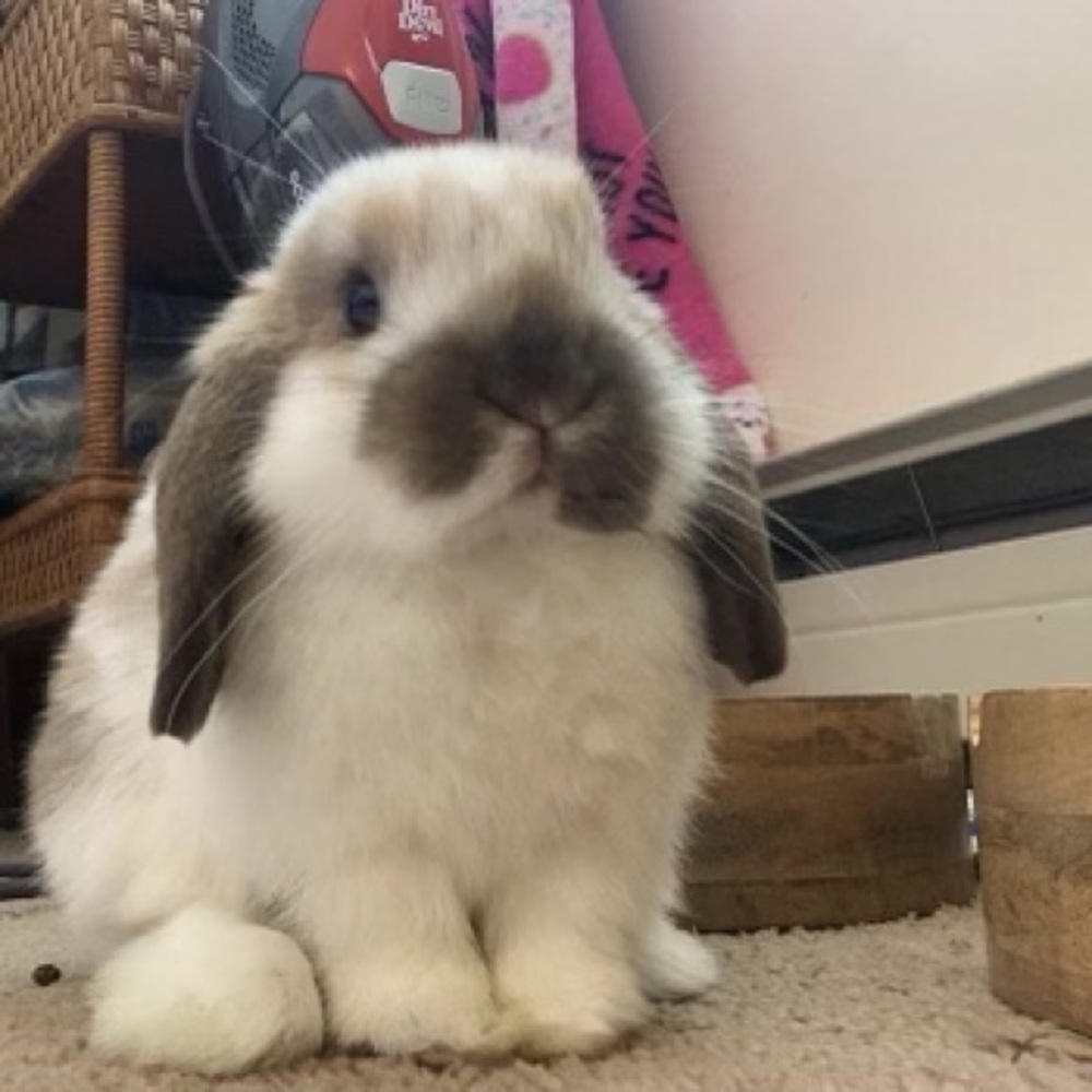 Meet your Posher, Celeste